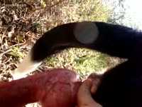 Animal Sex Tube - Horny fellow milking his pets penis